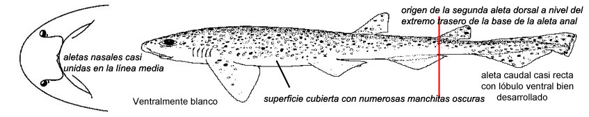 Scyliorhinus canicula_03.jpg